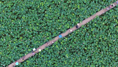 江西進賢2000畝蓮花盛開 鳥瞰畫面呈現&ldquo;幾何美&rdquo;