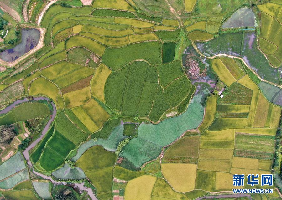 鄉村稻田“調色板”