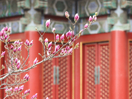 故宮&ldquo;藏寶圖&rdquo;| 通往故宮最美的春天