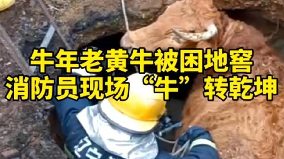 牛年老黃牛被困地窖，消防員現(xiàn)場(chǎng)“牛”轉(zhuǎn)乾坤！