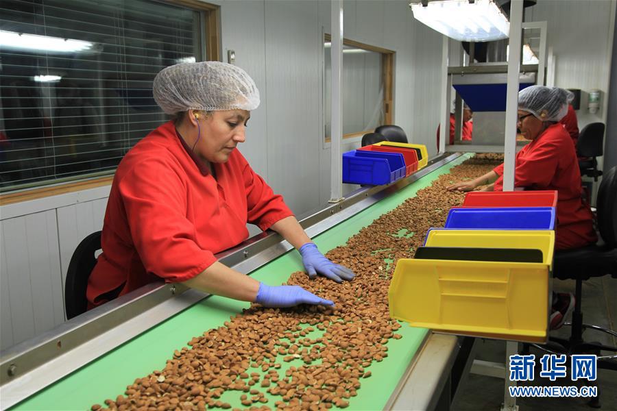 （國際&middot;圖文互動）（1）加州巴旦木種植業農民期待中美早日消除貿易摩擦