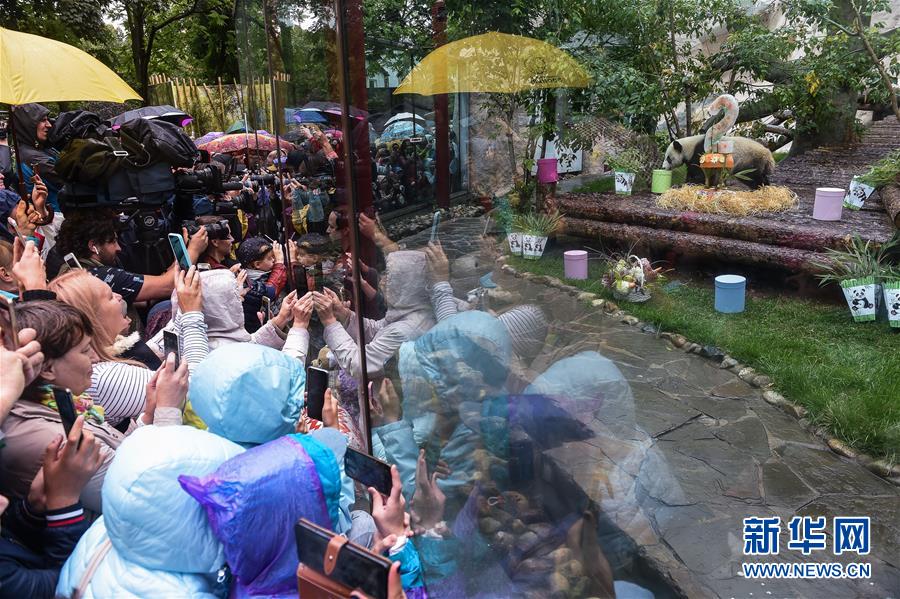 （國際）（2）莫斯科動物園為大熊貓&ldquo;如意&rdquo;和&ldquo;丁丁&rdquo;慶生