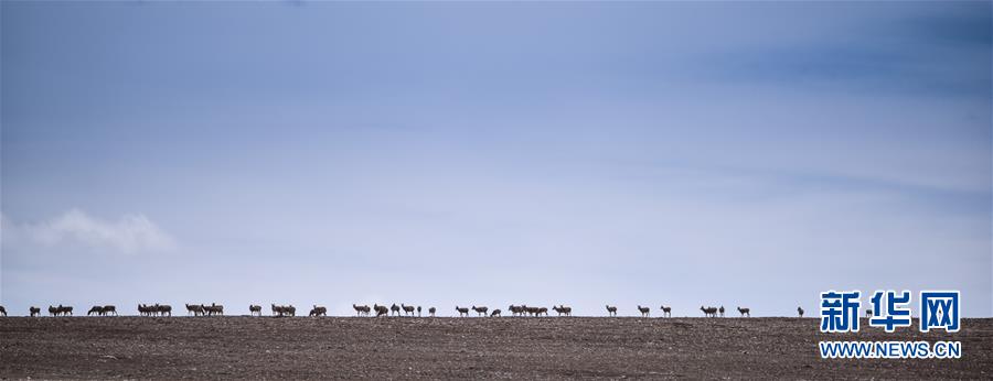 (新媒體專線·圖文互動)(4)一參與殺害“改革先鋒”杰桑·索南達杰的嫌犯被抓獲