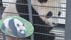 &ldquo;闖關東&rdquo;大熊貓返鄉并計劃&ldquo;生娃&rdquo;